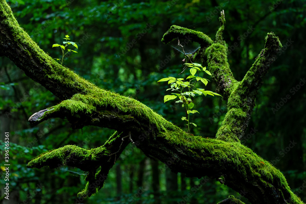 Inside Bialowieski National Park, untouched by human hand, new life Inside Bialowieski National Park, untouched by human hand, new life