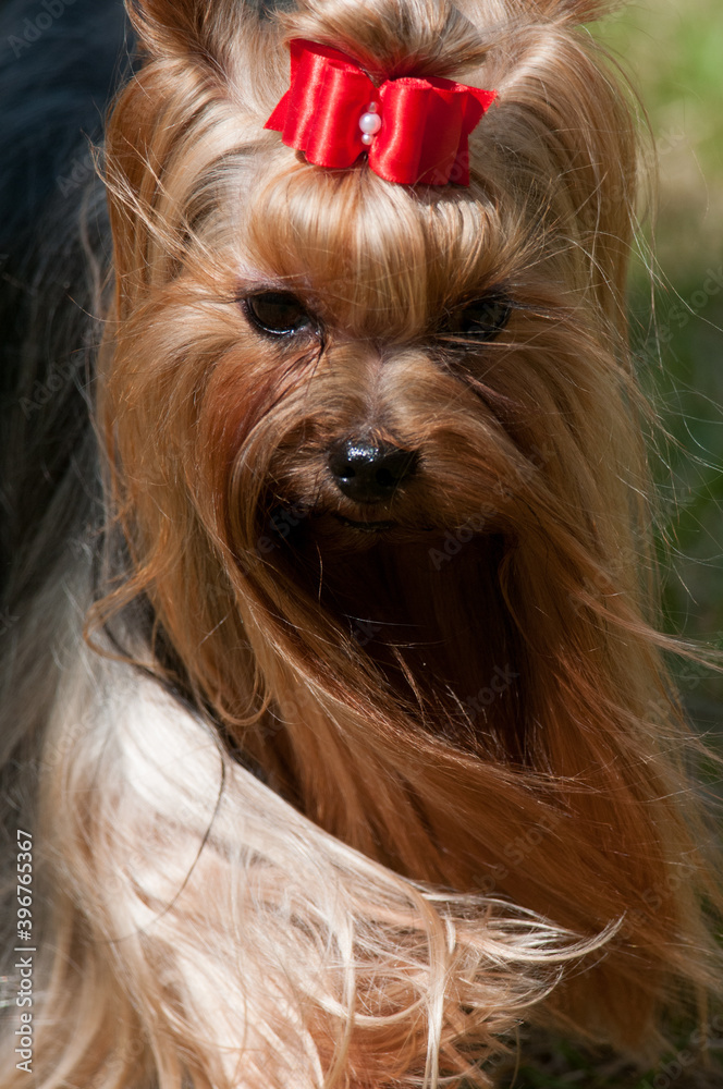 yorkshire terrier close up looking down yorkshire terrier close up looking down