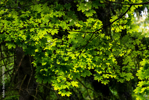 Inside Bialowieski National Park  untouched by human hand  leaf