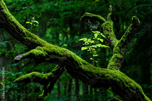 Inside Bialowieski National Park, untouched by human hand, new life