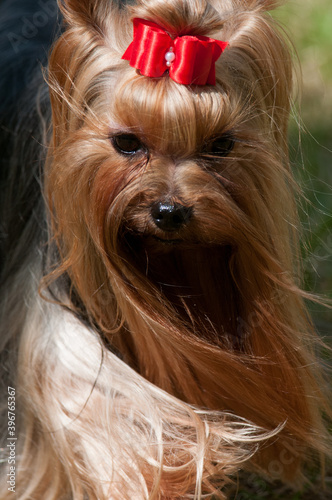 yorkshire terrier close up looking down