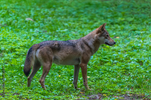 Inside Bialowieski National Park, untouched by human hand, wolf