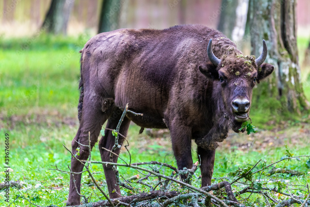 Inside Bialowieski National Park, untouched by human hand, young bison Inside Bialowieski National Park, untouched by human hand, young bison