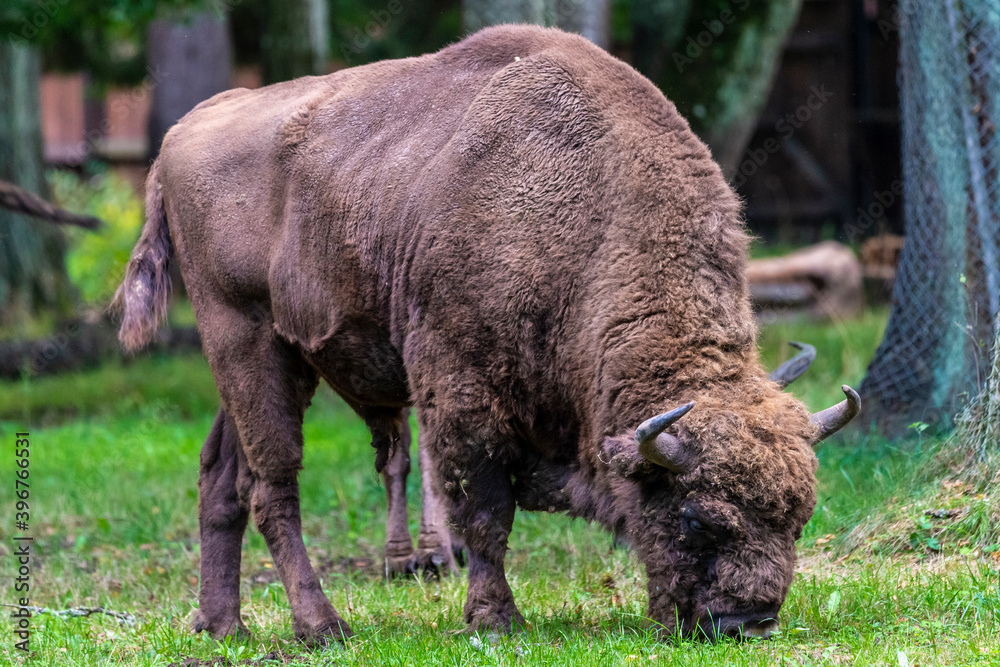 Inside Bialowieski National Park, untouched by human hand Inside Bialowieski National Park, untouched by human hand