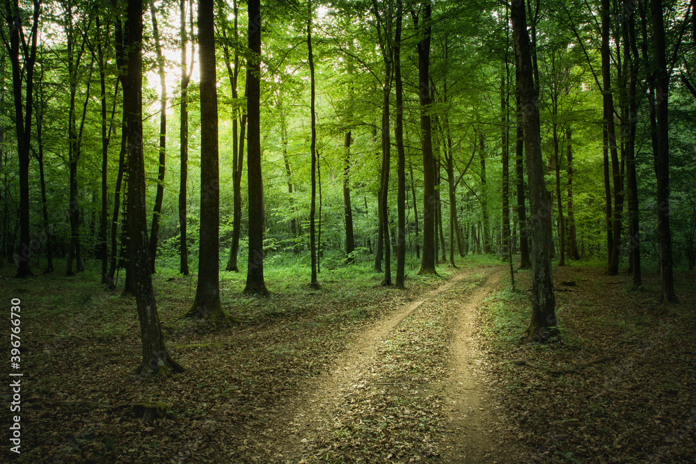 Naklejka premium Fallen leaves on the road through the green forest