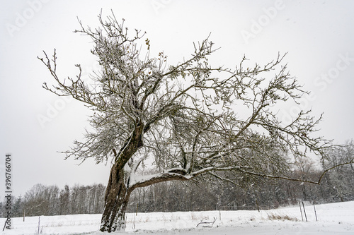 Winter hike in snow from Wilhelmsdorf on the Hoechsten on Lake Constance photo