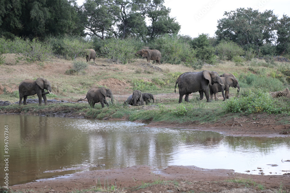 Fototapeta premium Afrikanischer Elefant am Olifants River / African elephant at Olifants River / Loxodonta africana.