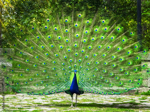 Peacock with feathers out. Beautiful peacock. Peacock showing its tail. Colorful green tail