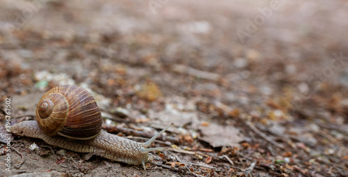 Weinbergschnecke - Helix pomatia