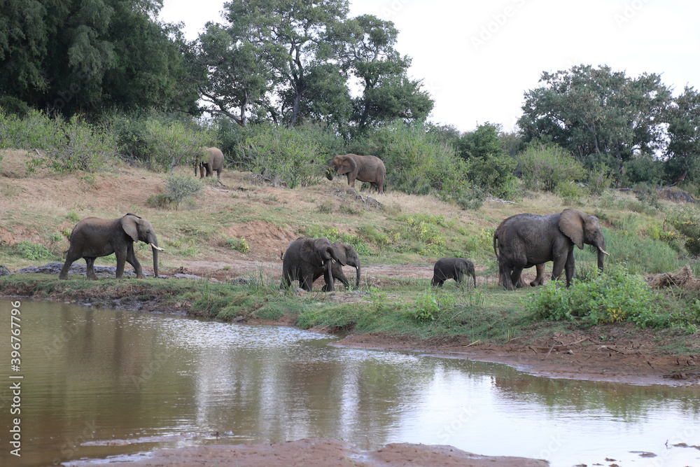 Afrikanischer Elefant am Olifants River / African elephant at Olifants River / Loxodonta africana.. Afrikanischer Elefant am Olifants River / African elephant at Olifants River / Loxodonta africana..