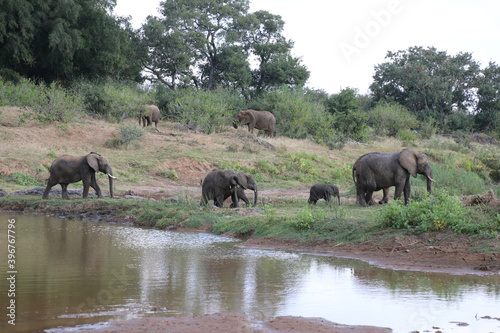 Afrikanischer Elefant am Olifants River / African elephant at Olifants River / Loxodonta africana..