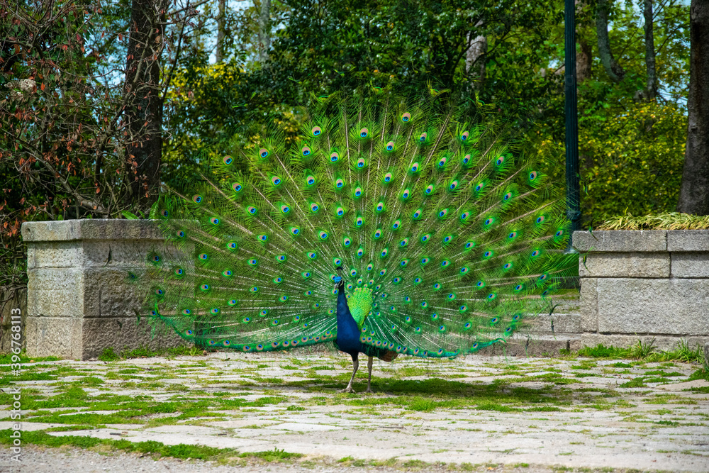 Obraz premium Peacock with feathers out. Beautiful peacock. Peacock showing its tail. Colorful green tail