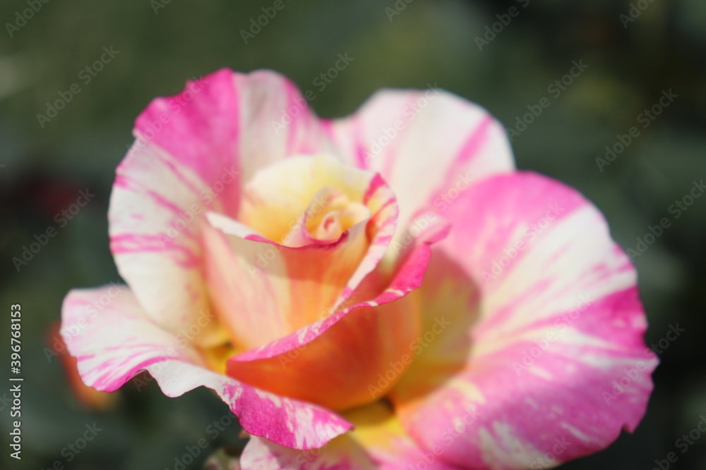 Close up view of hybrid Rose with yellow, orange, white and pink color with blurred background in a garden in Sichuan, China