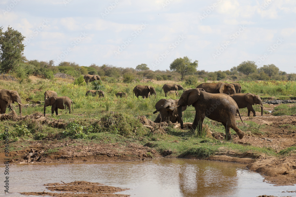 Afrikanischer Elefant am Olifants River / African elephant at Olifants River / Loxodonta africana. Afrikanischer Elefant am Olifants River / African elephant at Olifants River / Loxodonta africana.
