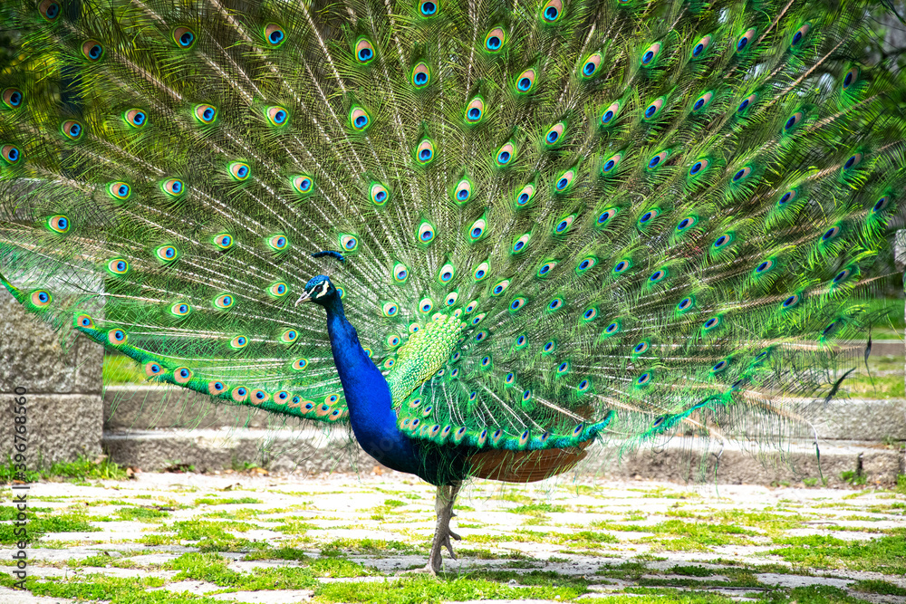 Obraz premium Peacock with feathers out. Beautiful peacock. Peacock showing its tail. Colorful green tail