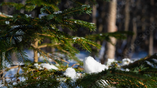 branches of a young Christmas tree are wrapped in snow on a forest background