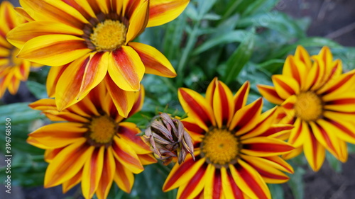 yellow flowers in the garden