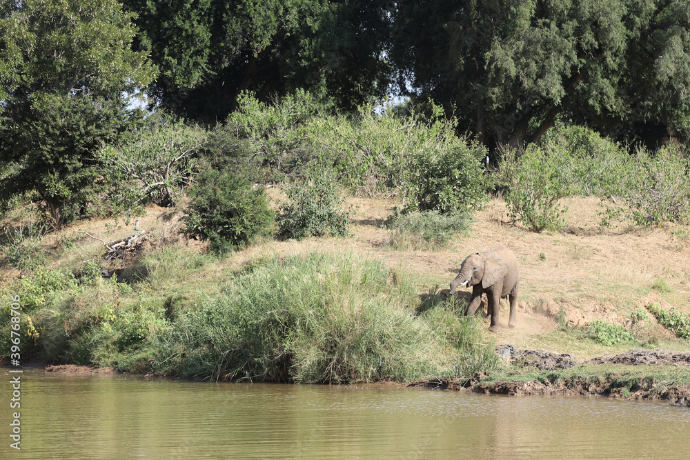 Afrikanischer Elefant am Olifants River / African elephant at Olifants River / Loxodonta africana. Afrikanischer Elefant am Olifants River / African elephant at Olifants River / Loxodonta africana.