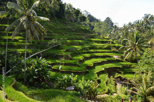 Terrace paddy field in Bali Indonesia