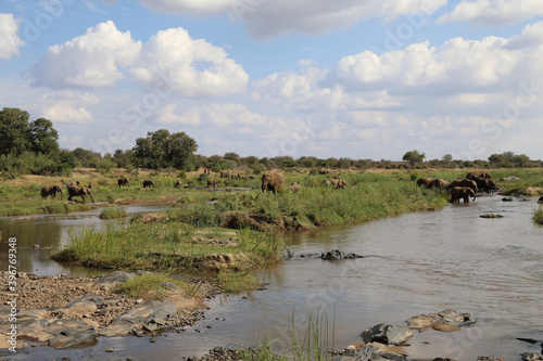 Afrikanischer Elefant im Olifants River   African elephant in Olifants River   Loxodonta africana.