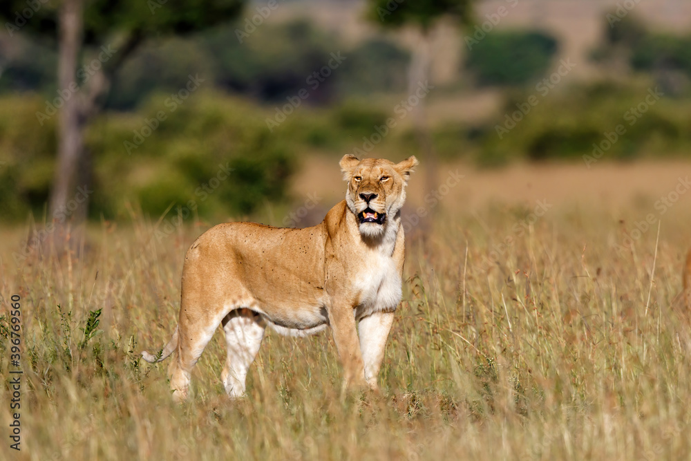 Lion hunting in the Masai Mara National Park in Kenya Lion hunting in the Masai Mara National Park in Kenya