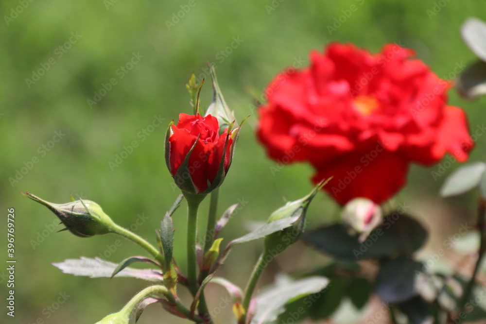Close up view of red rose in a garden with blurred background Close up view of red rose in a garden with blurred background