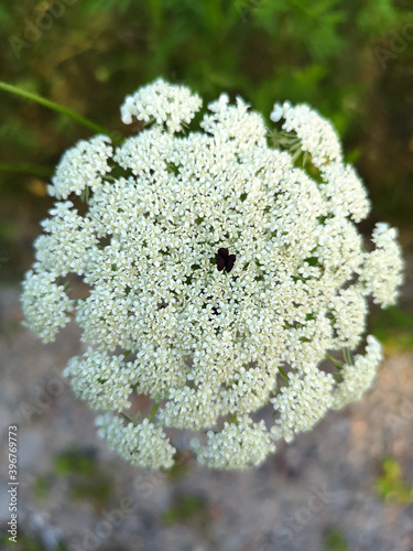 A frail white flower close up