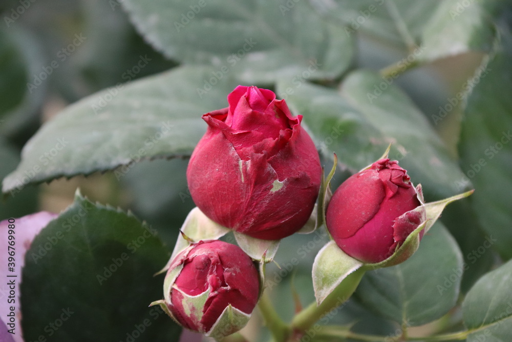 Close up view of red rose in a garden with blurred background Close up view of red rose in a garden with blurred background