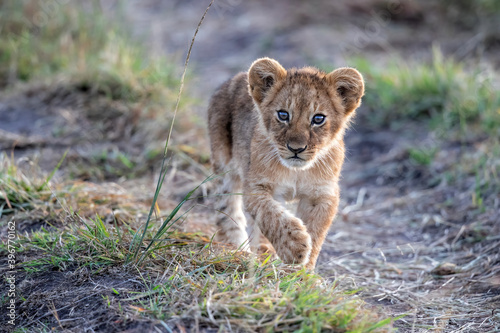Fotografia Lion cub discovers the world  in the Masai Mara National Park in Kenya