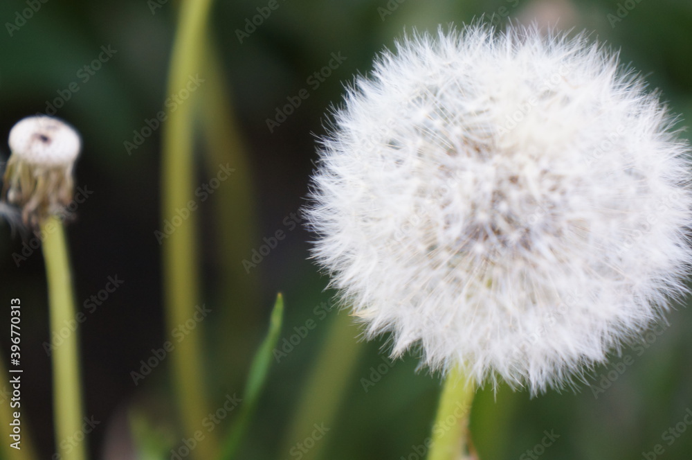 Flowers Flowers