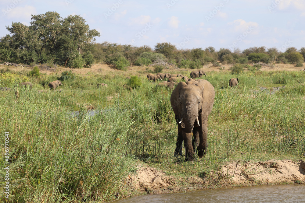 Afrikanischer Elefant am Olifants River / African elephant at Olifants River / Loxodonta africana. Afrikanischer Elefant am Olifants River / African elephant at Olifants River / Loxodonta africana.