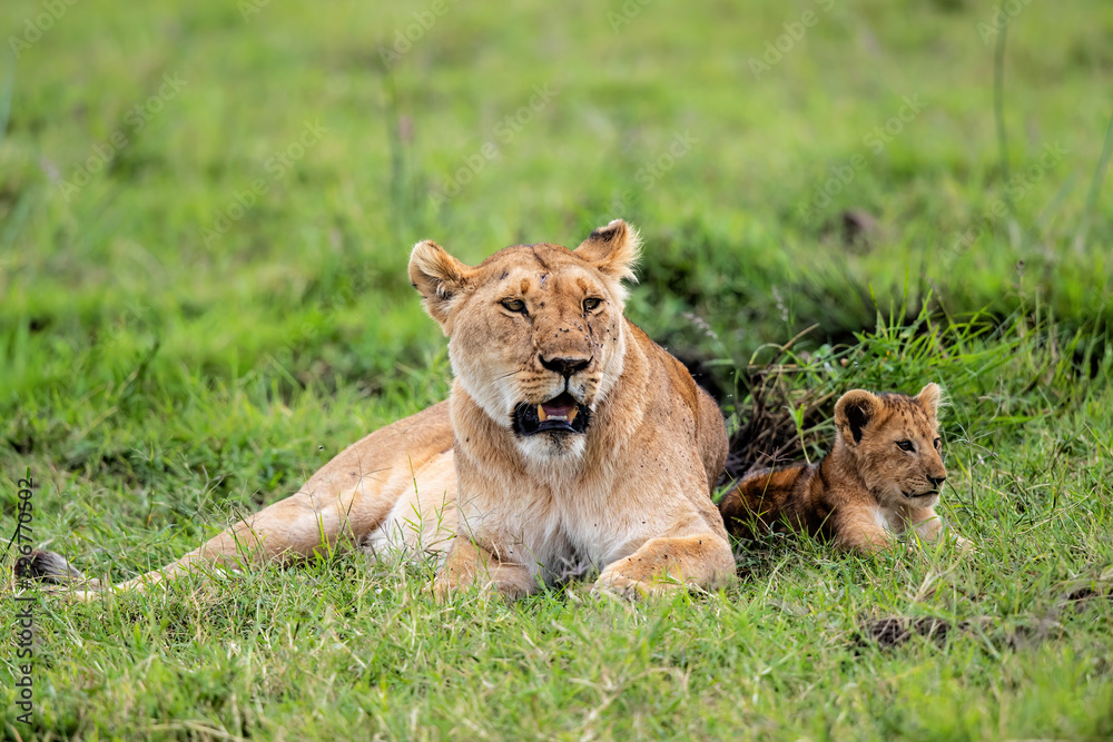 Lioness, with small cubs, resting in the Masai Mara National Park in Kenya