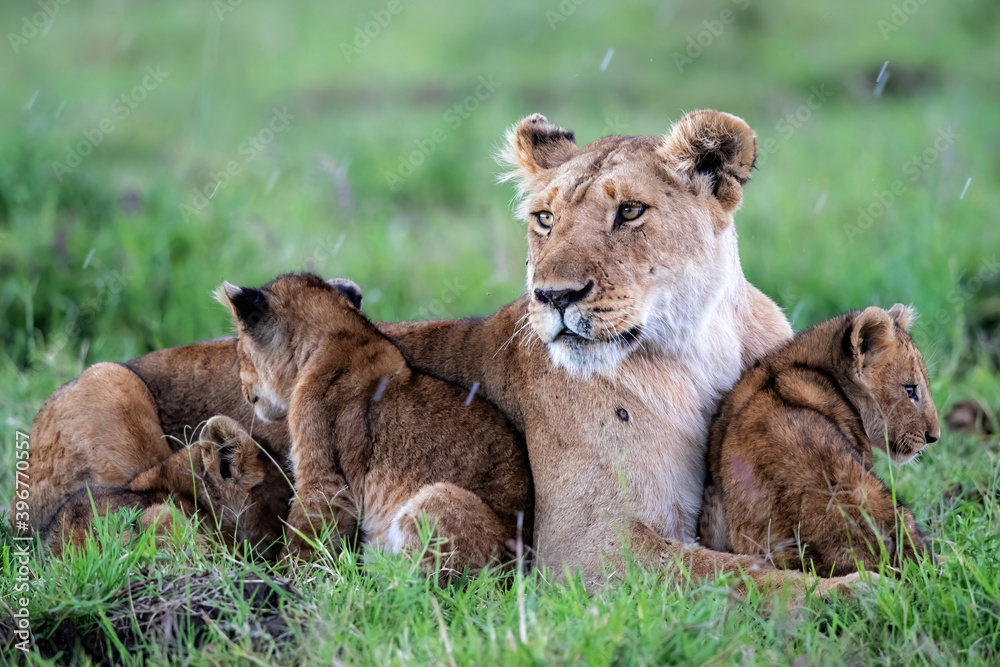 Lioness, with small cubs, resting in the Masai Mara National Park in Kenya Lioness, with small cubs, resting in the Masai Mara National Park in Kenya