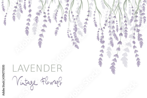 Background for Wedding invitation. Vector illustration  wallpaper with lavender flowers.