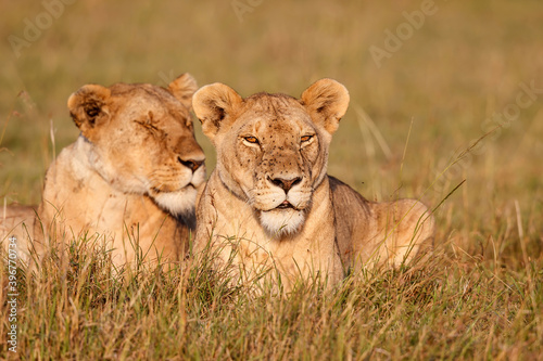 lion females resting in the Masai Mara Game Reserve in Kenya
