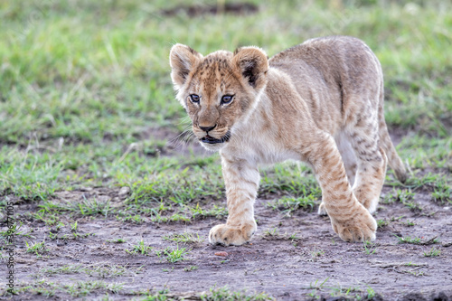 Lion cub discovers the world  in the Masai Mara National Park in Kenya