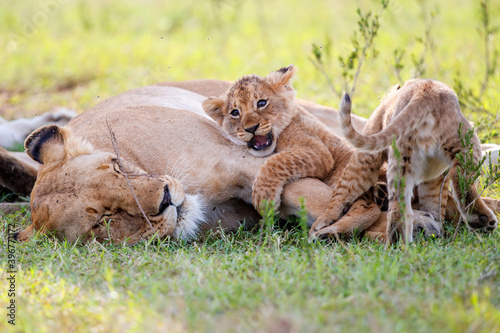 Photography Lioness, with small cubs, resting in the Masai Mara National Park in Kenya