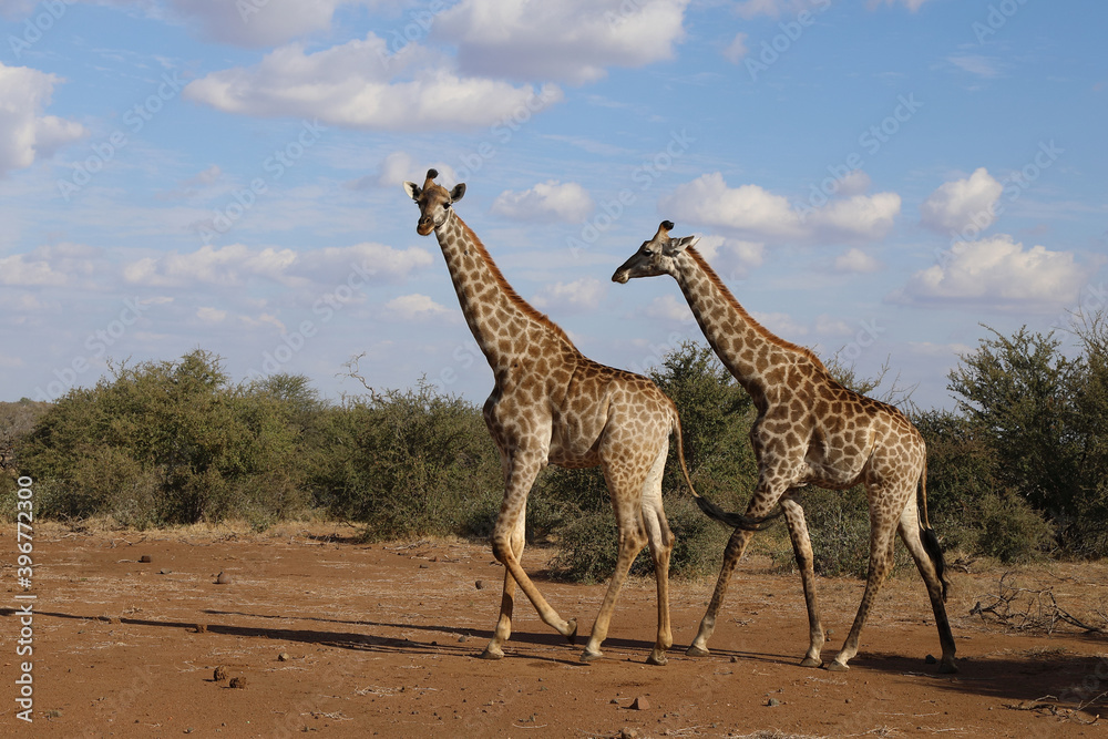 Obraz premium Giraffe / Giraffe / Giraffa Camelopardalis