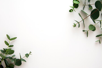Natural eucalyptus live plant on white background, copy space, flat lay