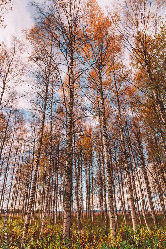 autumn in the forest of Finland 2020 autumn in the forest of Finland 2020
