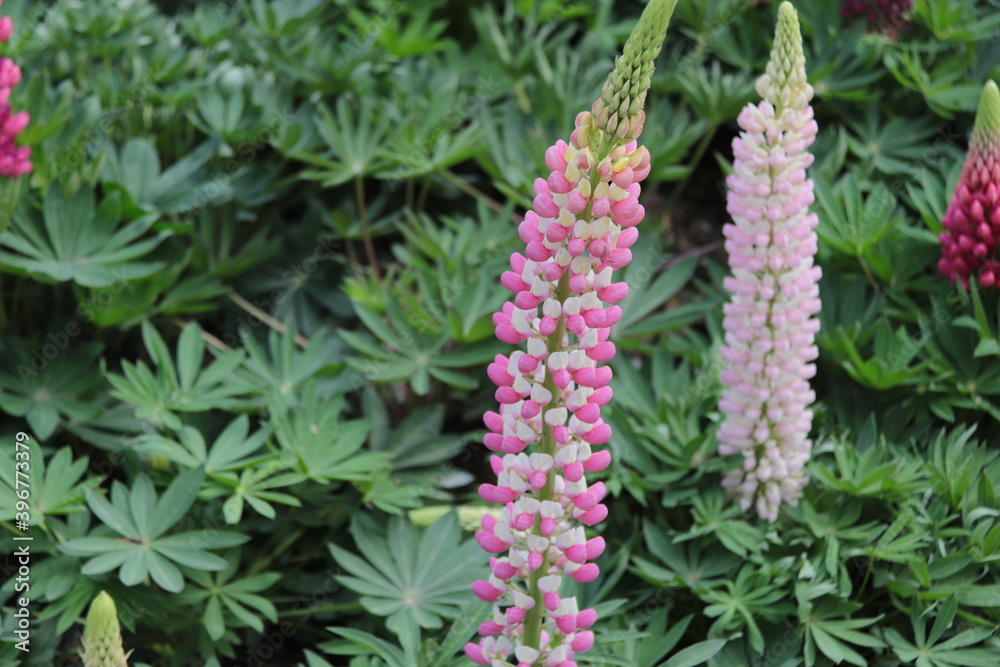 Close up view of colored flowers known as lupine, white, purple, red, yellow, blue, in full bloom in a sunny spring garden, beautiful outdoor floral background Close up view of colored flowers known as lupine, white, purple, red, yellow, blue, in full bloom in a sunny spring garden, beautiful outdoor floral background