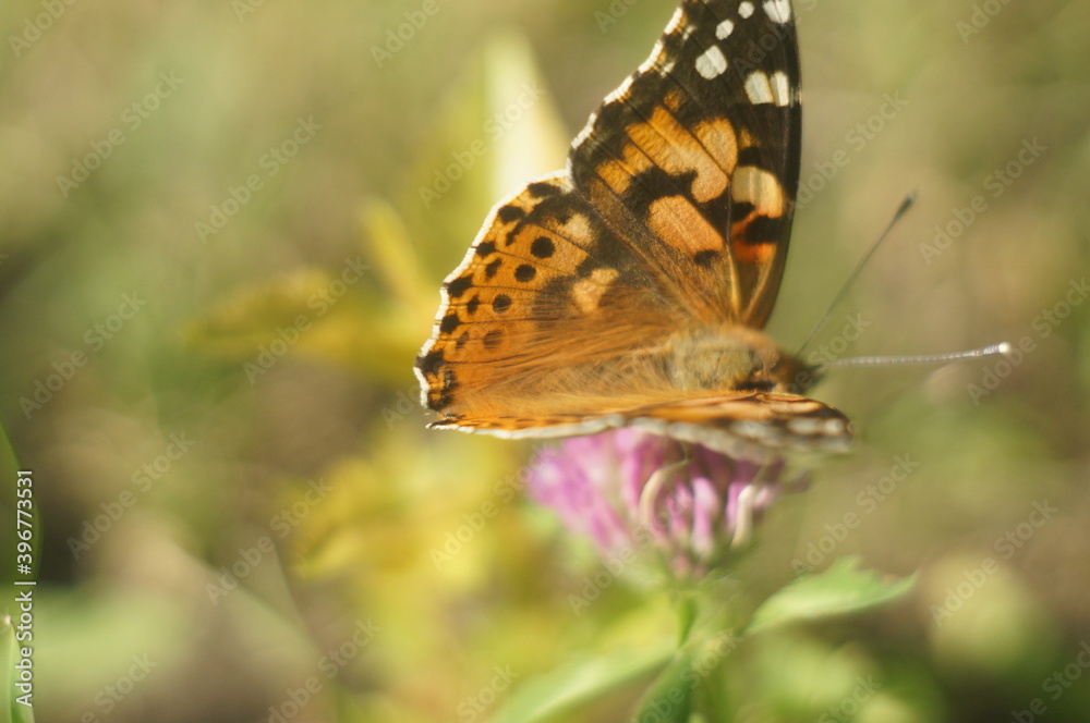 Fototapeta premium Butterfly