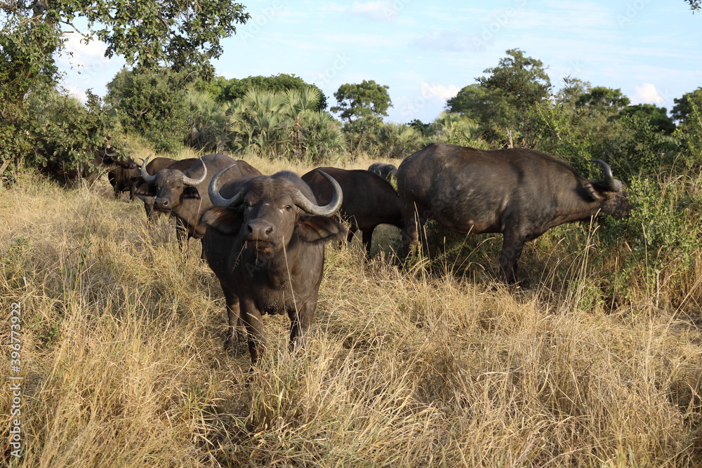 Kaffernbüffel / Buffalo / Syncerus caffer Kaffernbüffel / Buffalo / Syncerus caffer