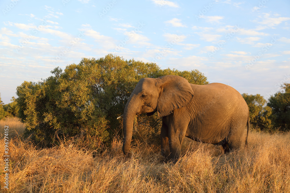 Afrikanischer Elefant / African elephant / Loxodonta africana