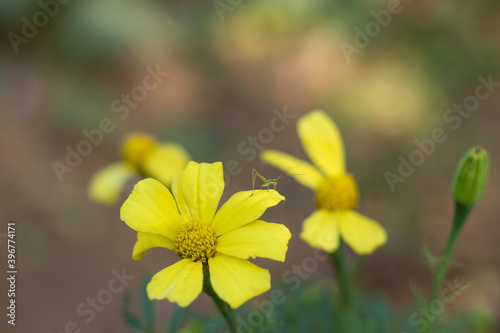 Green insect sitting on fresh yellow flower