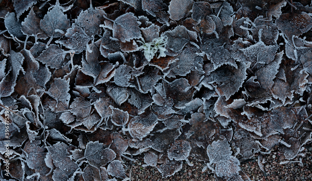 Withered frozen leaves on ground in early autumn Withered frozen leaves on ground in early autumn