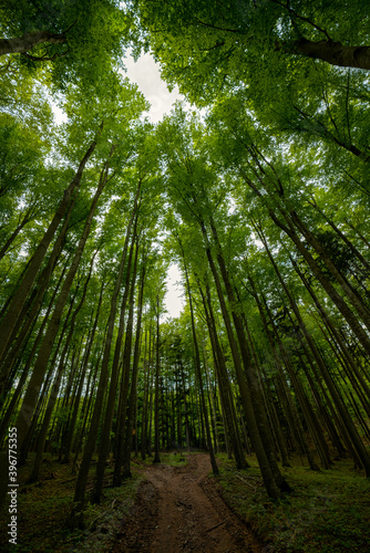 Wald in Nieder  sterreich bei der Hohen Wand