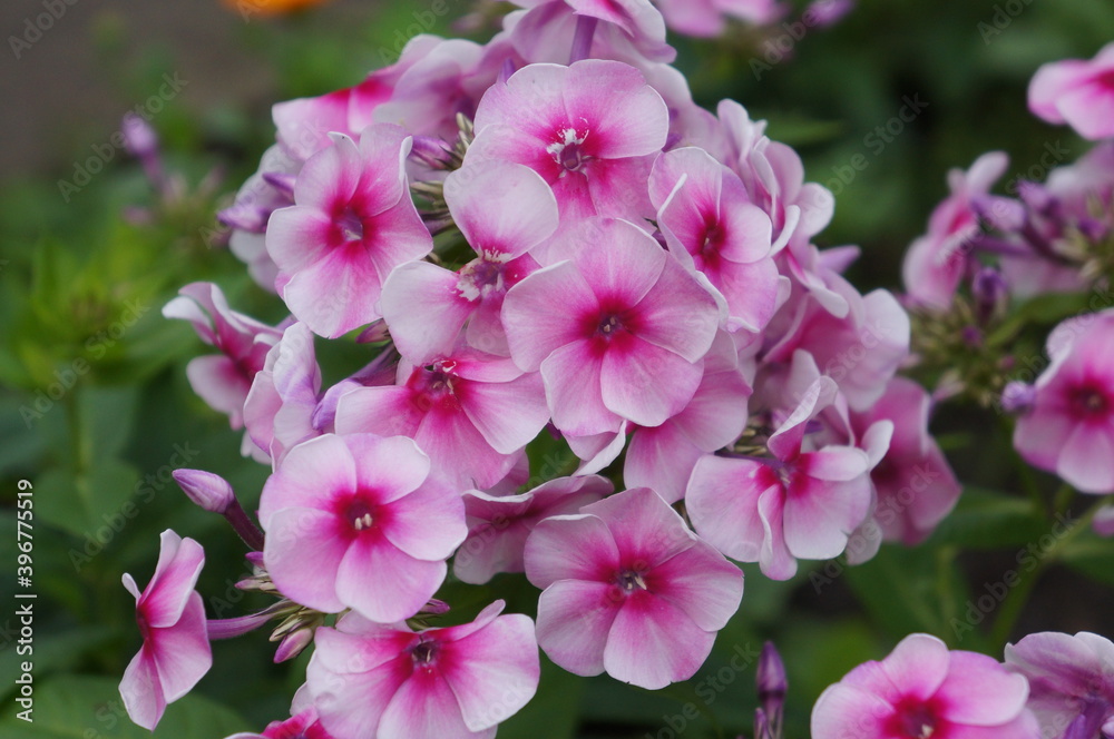 Fototapeta premium Flowers