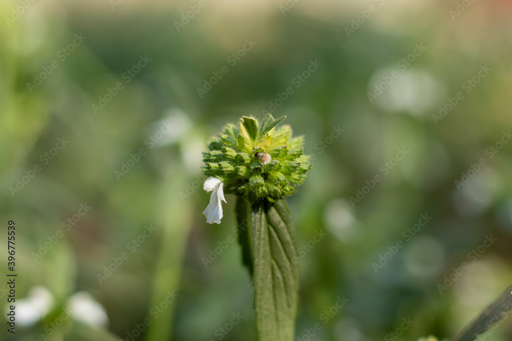 Close up of green flower with green leaf Close up of green flower with green leaf