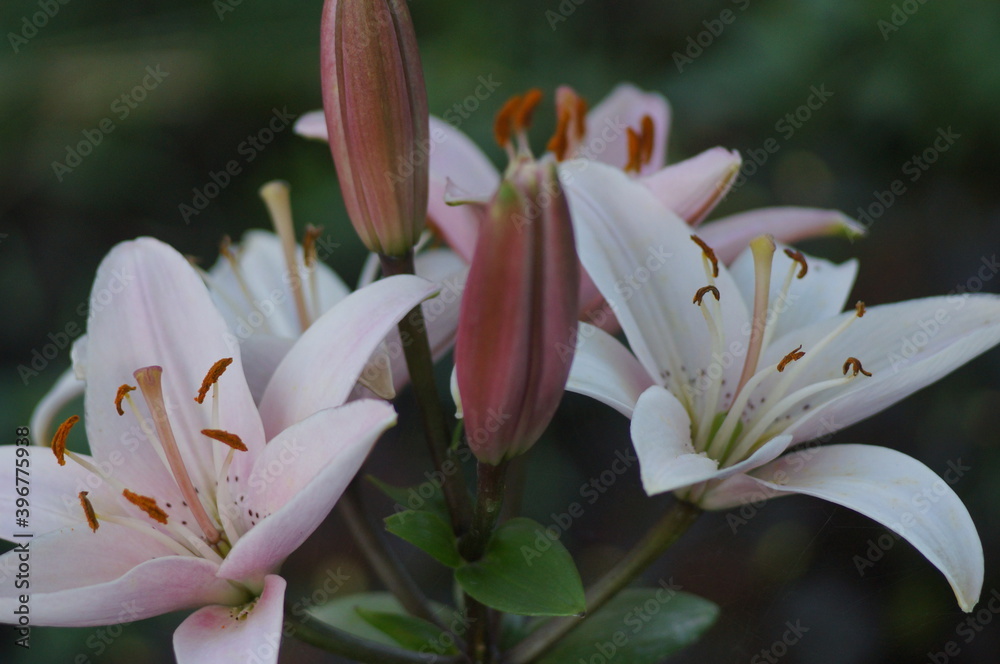 Obraz premium Flowers